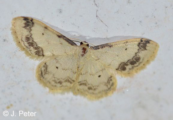 Idaea trigeminata (HAWORTH, 1809)