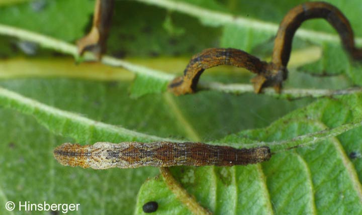 Idaea degeneraria (HBNER, 1799)