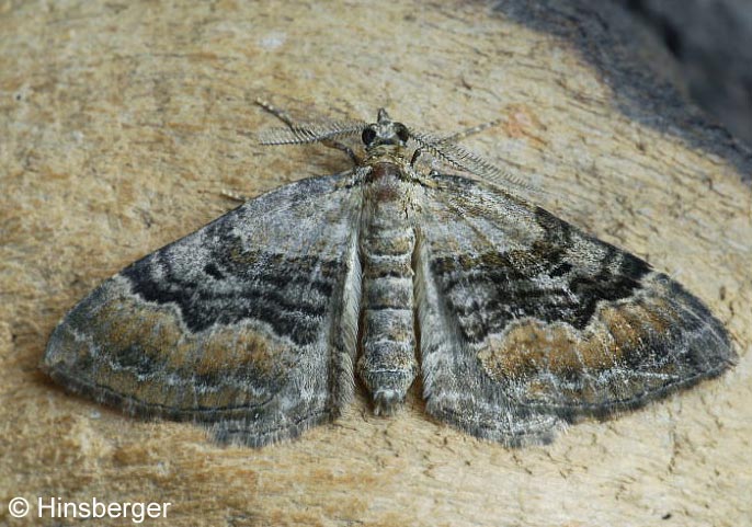 Xanthorhoe quadrifasciata (CLERCK, 1759)