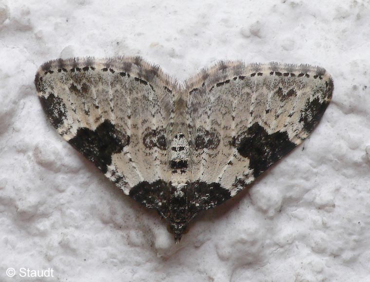 Xanthorhoe fluctuata (LINNAEUS, 1758)