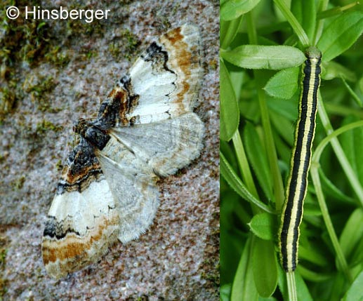 Catarhoe cuculata (HUFNAGEL, 1767)