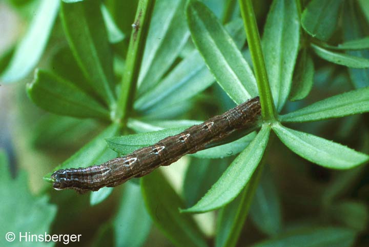 Epirrhoe alternata (MLLER, 1764)