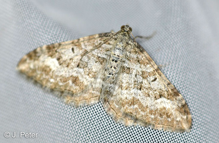 Epirrhoe molluginata (HBNER, 1813)