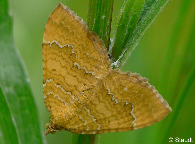 Camptogramma bilineata (LINNAEUS, 1758)