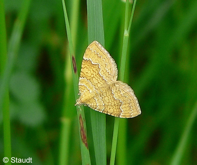 Camptogramma bilineata (LINNAEUS, 1758)