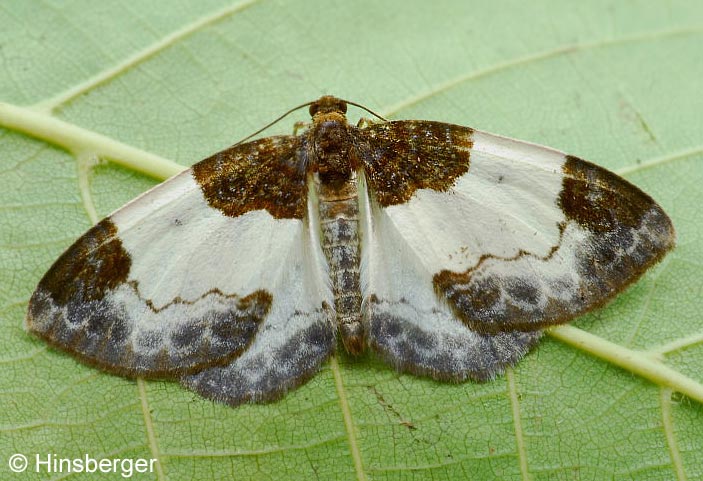 Mesoleuca albicillata (LINNAEUS, 1758)