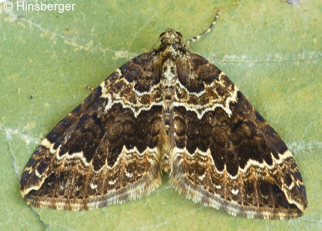 Lampropteryx suffumata (DENIS & SCHIFFERMLLER, 1775)