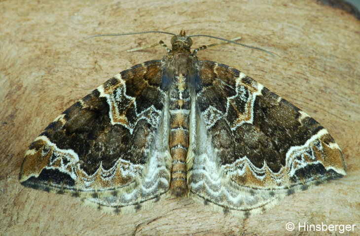 Eulithis prunata (LINNAEUS, 1758)