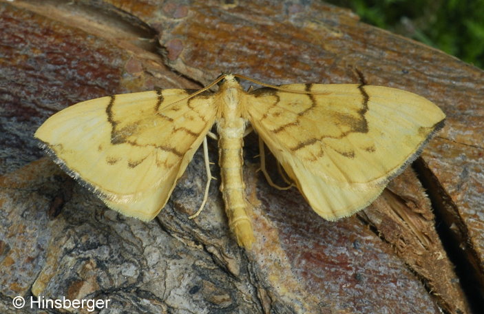 Eulithis pyraliata (DENIS & SCHIFFERMLLER, 1775)