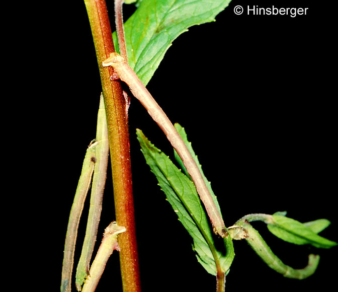 Ecliptopera silaceata (DENIS & SCHIFFERMLLER, 1775)