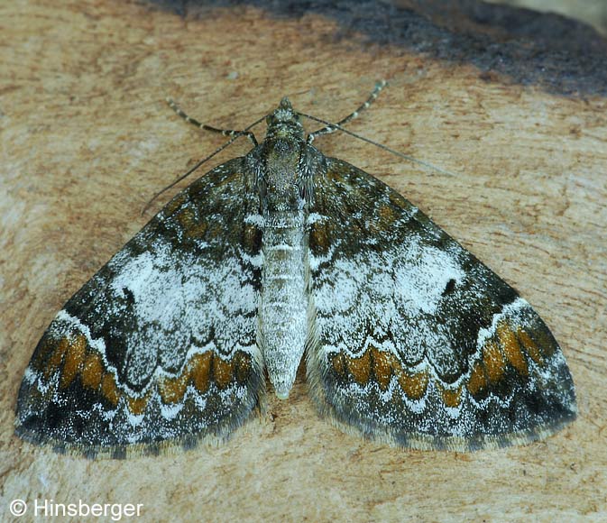 Chloroclysta truncata (HUFNAGEL, 1767)