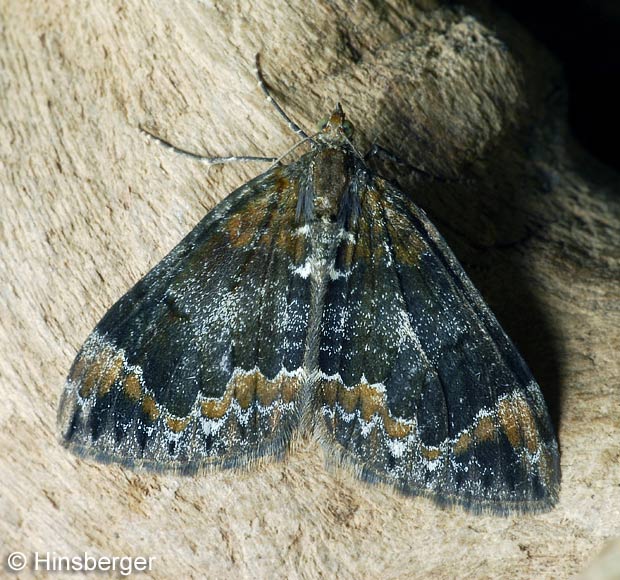 Chloroclysta truncata (HUFNAGEL, 1767)