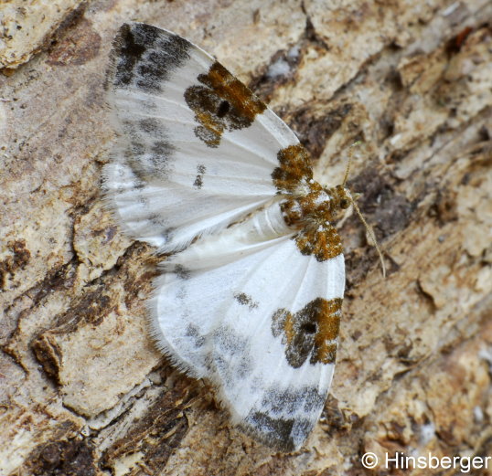 Plemyria rubiginata (DENIS & SCHIFFERMLLER, 1775)