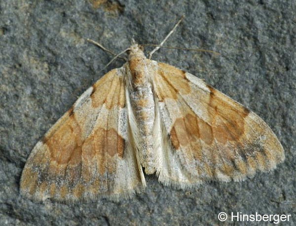 Pennithera firmata (HBNER, 1822)