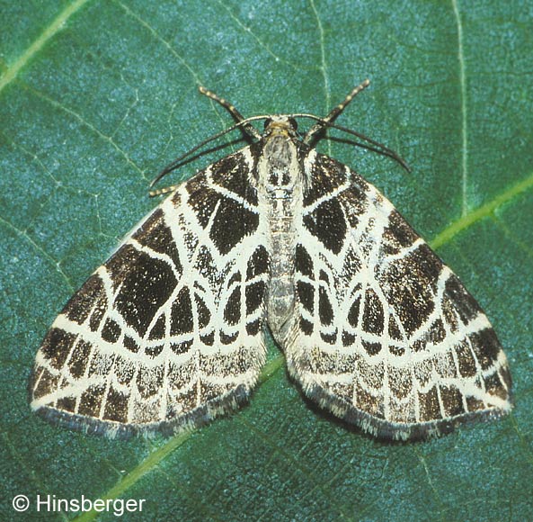 Eustroma reticulata (DENIS & SCHIFFERMLLER, 1775)