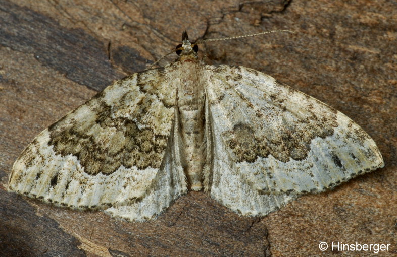 Colostygia olivata (DENIS & SCHIFFERM�LLER, 1775)