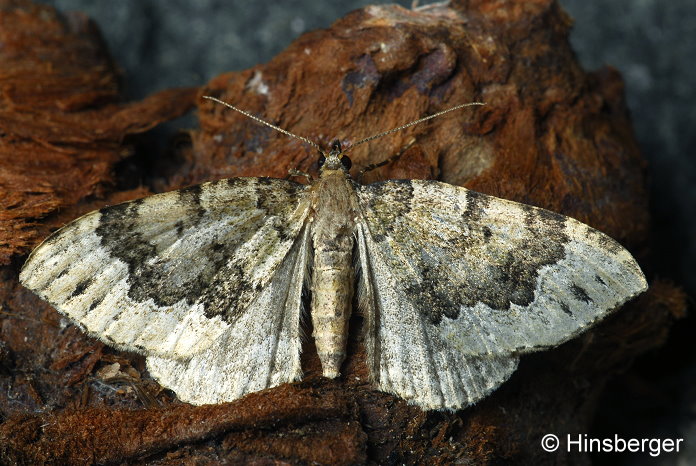 Colostygia olivata (DENIS & SCHIFFERM�LLER, 1775)