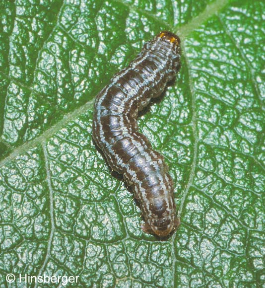 Hydriomena furcata (THUNBERG, 1784)