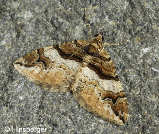 Pareulype berberata (DENIS & SCHIFFERMLLER, 1775)