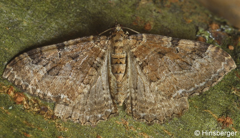 Rheumaptera cervinalis (SCOPOLI, 1763)