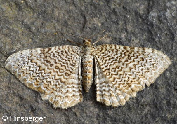 Rheumaptera undulata (LINNAEUS, 1758)