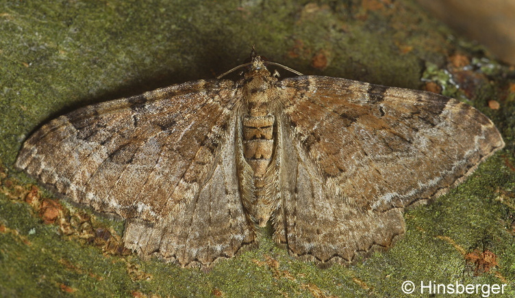 Triphosa dubitata (LINNAEUS, 1758)