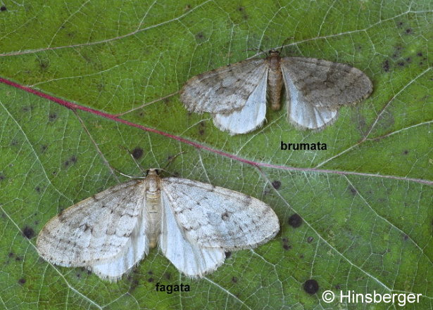 Operophtera brumata (LINNAEUS, 1758)