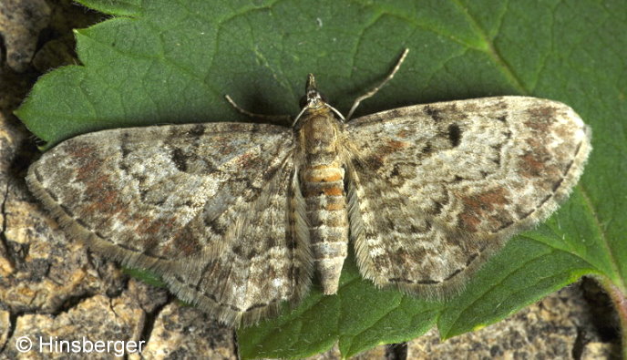 Eupithecia abietaria (GOEZE, 1781)