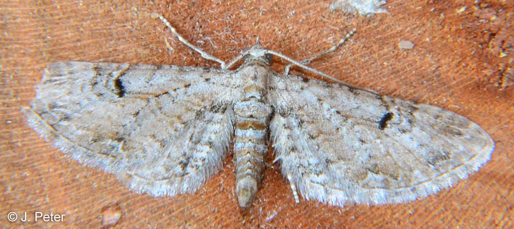 Eupithecia extraversaria HERRICH-SCHFFER, 1852