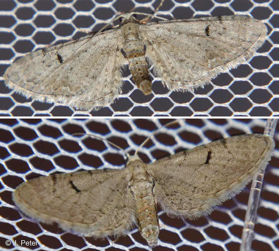 Eupithecia extraversaria HERRICH-SCHFFER, 1852