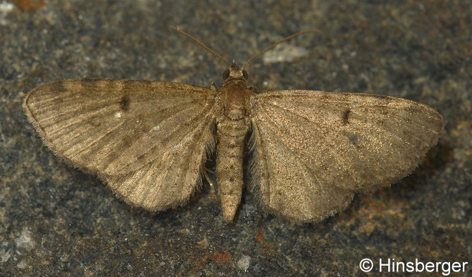 Eupithecia selinata HERRICH-SCHFFER, 1861