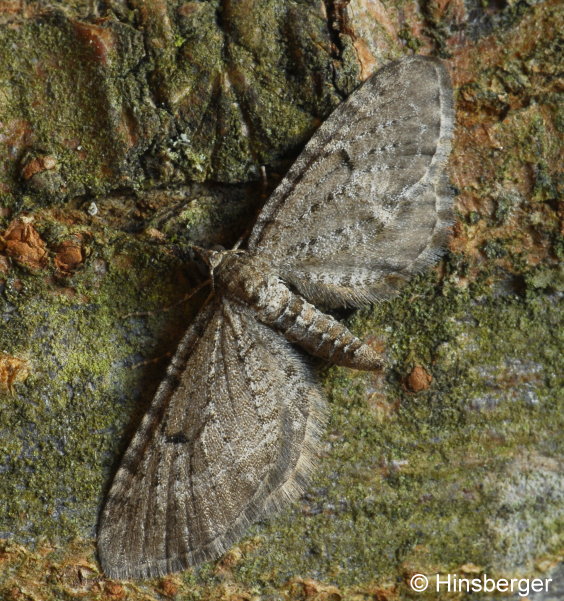 Eupithecia intricata (ZETTERSTEDT, 1839)