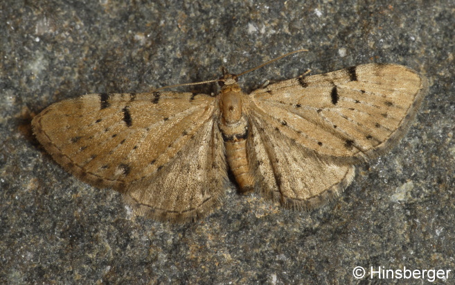 Eupithecia assimilata DOUBLEDAY, 1856