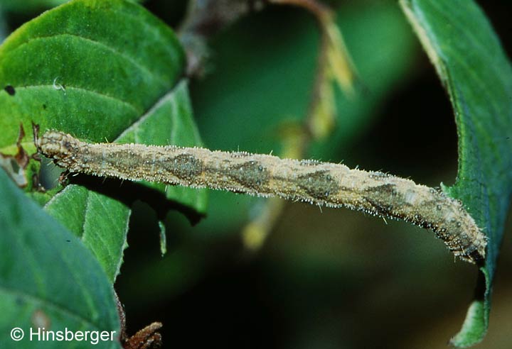 Eupithecia subfuscata (HAWORTH, 1809)