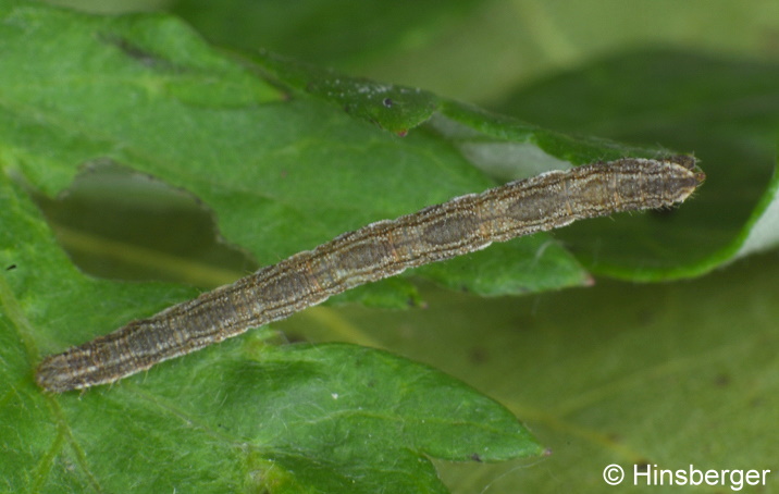 Eupithecia succenturiata (LINNAEUS, 1758)