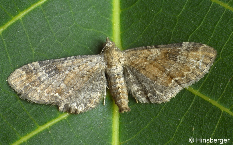 Eupithecia simpliciata (HAWORTH, 1809)