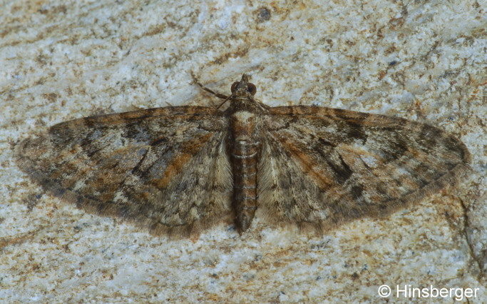 Eupithecia abbreviata STEPHENS, 1831