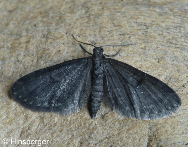 Eupithecia tantillaria BOISDUVAL, 1840