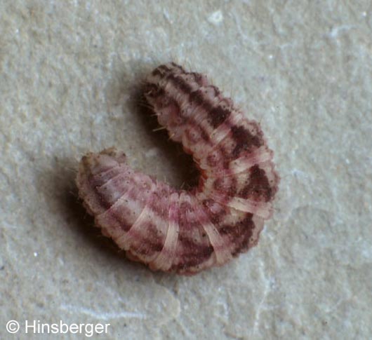Gymnoscelis rufifasciata (HAWORTH, 1809)