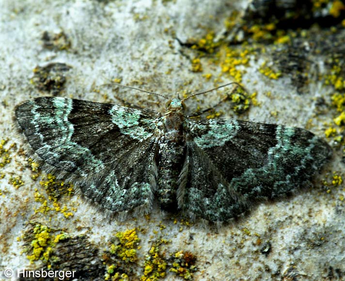 Rhinoprora rectangulata (LINNAEUS, 1758)