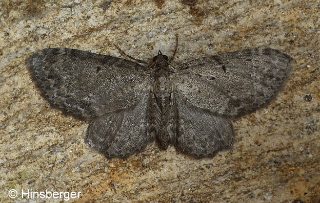 Anticollix sparsata (TREITSCHKE, 1828)