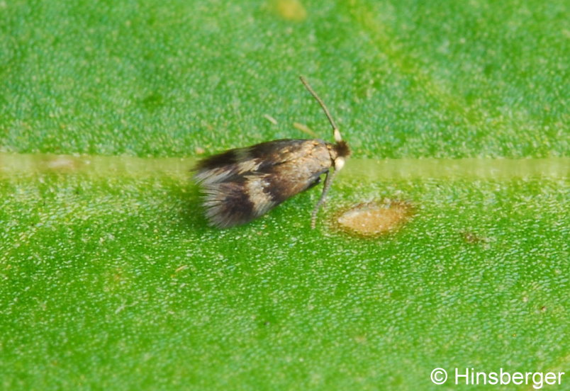 Enteucha acetosae (STAINTON, 1854)