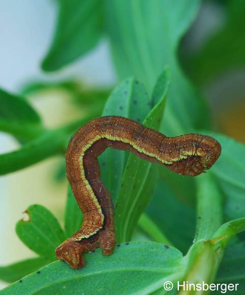Aplocera plagiata (LINNAEUS, 1758)