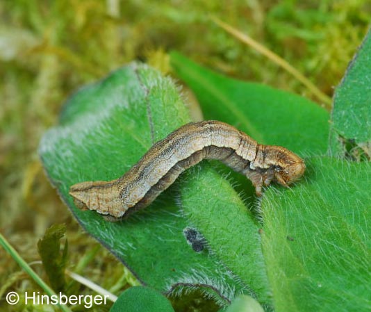 Aplocera efformata (GUENE, 1857)