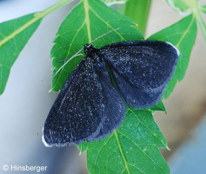 Odezia atrata (LINNAEUS, 1758)