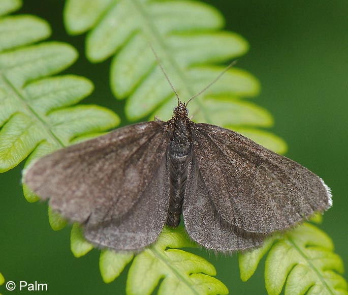 Odezia atrata (LINNAEUS, 1758)