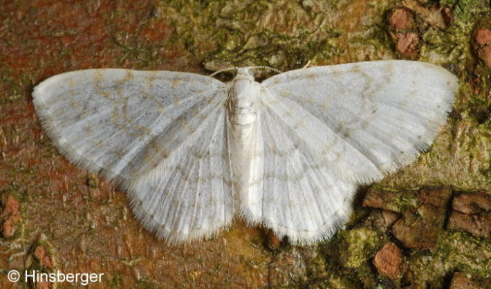 Asthena albulata (HUFNAGEL, 1767)