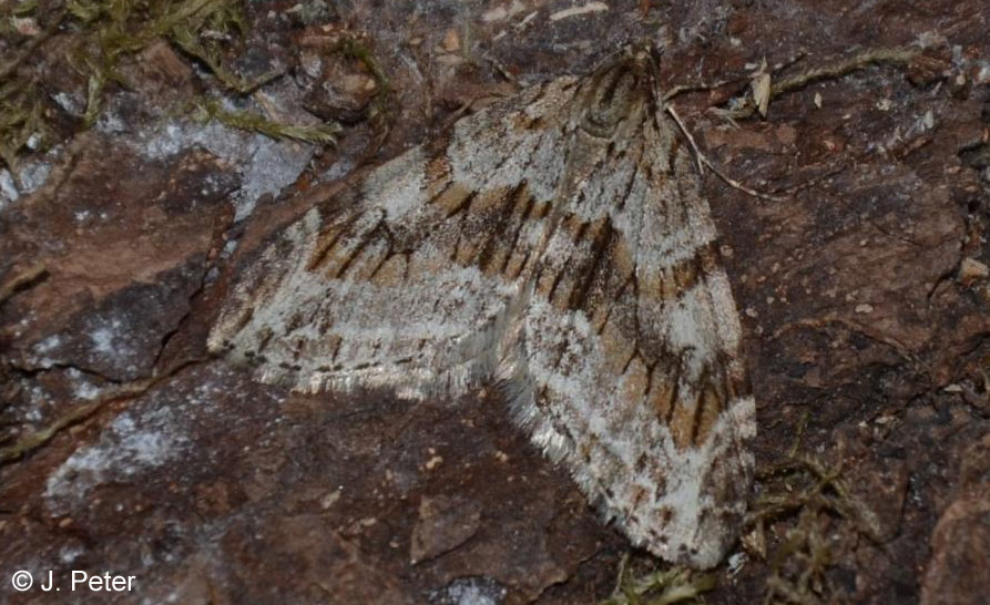 Trichopteryx polycommata (DENIS & SCHIFFERMLLER, 1775)