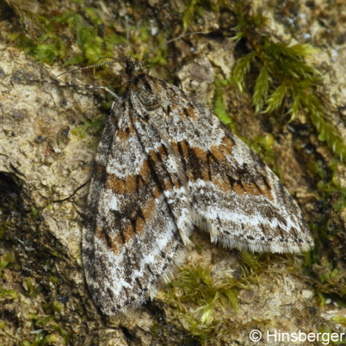 Trichopteryx polycommata (DENIS & SCHIFFERMLLER, 1775)