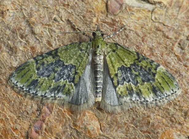 Acasis viretata (HBNER, 1799)